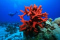 Red sponge and Scuba Diver Royalty Free Stock Photo