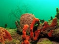 Red Sponge and Sea Plumes Royalty Free Stock Photo