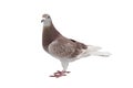 Red sport pigeon isolated on white Royalty Free Stock Photo