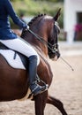 A red sports horse with a bridle and a rider riding with his foot in a boot with a spur in a stirrup Royalty Free Stock Photo