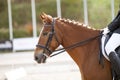 A red sports horse with a bridle and a rider riding with his foot in a boot with a spur in a stirrup Royalty Free Stock Photo