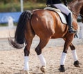 A red sports horse with a bridle and a rider riding with his foot in a boot with a spur in a stirrup Royalty Free Stock Photo