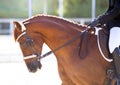 A red sports horse with a bridle and a rider riding with his foot in a boot with a spur in a stirrup Royalty Free Stock Photo
