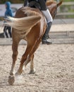 A red sports horse with a rider riding with his foot in a boot Royalty Free Stock Photo