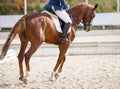 A red sports horse with a rider riding with his foot in a boot Royalty Free Stock Photo