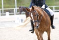 A red sports horse with a rider riding with his foot in a boot