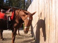 Red sports horse saddle bridle stands tied to the fence at the farm horse riding