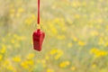 Red sports whistle on a background of yellow flowers.