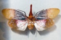 red spot lantern fly aphaena submaculata close up Royalty Free Stock Photo