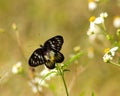 Red-spot Sawtooth/Red-base Jezebel