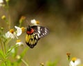 Red-spot Sawtooth/Red-base Jezebel