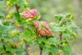 Red spots on the green leaves of currants, fungal leaf disease or red gallic aphid