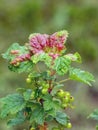Red spots on the green leaves of currants, fungal leaf disease or red gallic aphid
