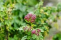 Red spots on the green leaves of currants, fungal leaf disease or red gallic aphid