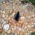 Red Spotted Purple Butterfly, Limenitis arthemis astyanax