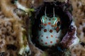 Red-Spotted Blenny on Coral Reef in Pacific Ocean Royalty Free Stock Photo