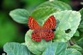 Red spotted butterfly