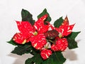 Red spotted christmas flower plant, poinsettia close up