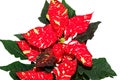 Red spotted christmas flower plant, poinsettia close up
