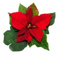 Red spotted christmas flower plant, poinsettia close up