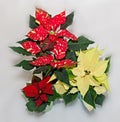 Red spotted christmas flower plant, poinsettia close up