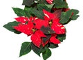 Red spotted christmas flower plant, poinsettia close up