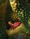 Red-spotted Coral Crab Royalty Free Stock Photo