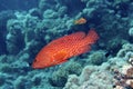 Red Spotted Fish Royalty Free Stock Photo