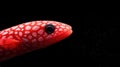 A Red Spotted Hawkfish Close up Royalty Free Stock Photo