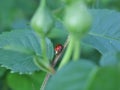 Red ladybug on green leaf macro view Royalty Free Stock Photo