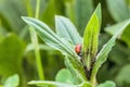 Red spotted ladybug eating aphid in the wild