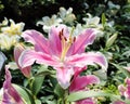 Red spotted lily flower Royalty Free Stock Photo