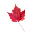 Red Spotted Maple Leaf Isolated on White Royalty Free Stock Photo