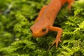 Red Spotted Newt Royalty Free Stock Photo