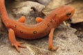 Red Spotted Newt Royalty Free Stock Photo