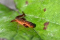 Red Spotted Newt on a green leaf