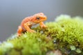 red-spotted newt on mossy boulder