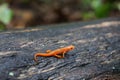 Red spotted newt on a wet log Royalty Free Stock Photo