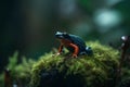 Red-spotted poison dart frog (Dendrobates tinctorius) Royalty Free Stock Photo