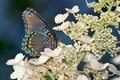 Red-Spotted Purple