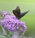 Red-Spotted Purple Admiral Butterfly Royalty Free Stock Photo