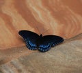 Red spotted Purple Admiral Butterfly Royalty Free Stock Photo