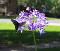 Red -spotted Purple Admiral Butterfly Limenitis arthenmis Royalty Free Stock Photo