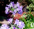 Red -spotted Purple Admiral Butterfly Limenitis arthenmis Royalty Free Stock Photo