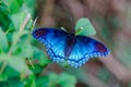 Red Spotted Purple Admiral Butterfly Royalty Free Stock Photo