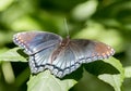 Red Spotted Purple Admiral Butterfly, Walton County Georgia, USA Royalty Free Stock Photo