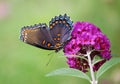 Red-spotted Purple Butterfly