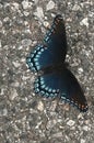 Red Spotted Purple Butterfly