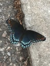 Red Spotted Purple Butterfly