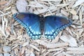 Red-spotted Purple Butterfly Basking In Sun